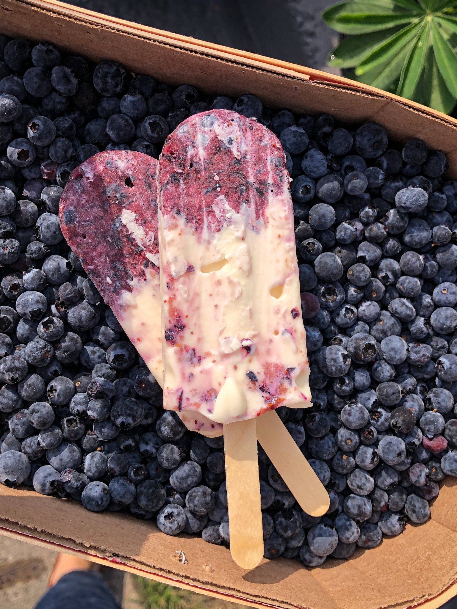 Blueberry Cheesecake
